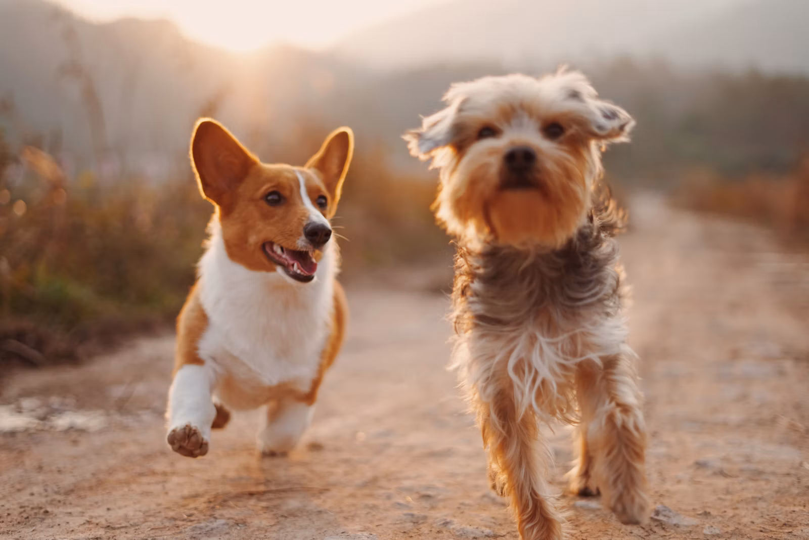 Pet Show Company